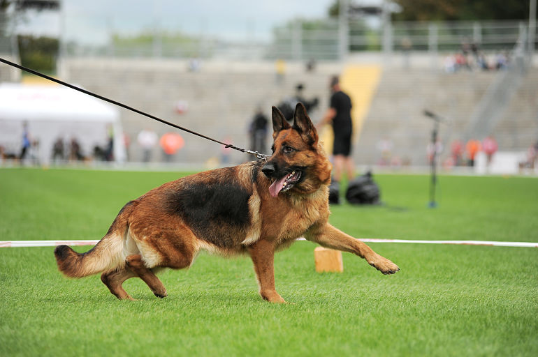 Schutzhund 3 Obedience | The German 