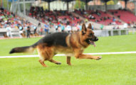 German Shepherd Schutzhund 1 Obedience