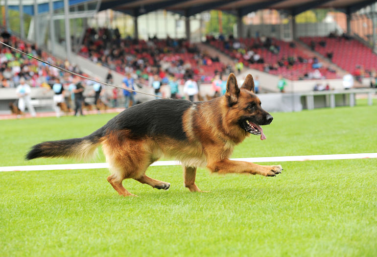 German Shepherd Schutzhund 1 Obedience