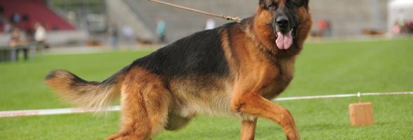 German Shepherd Schutzhund 2 Obedience