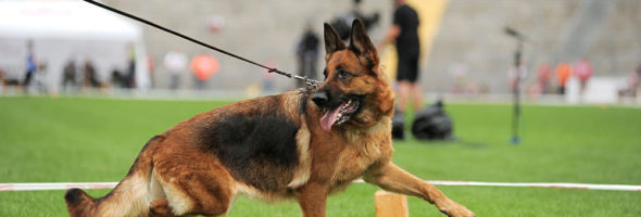German Shepherd Schutzhund 3 Obedience