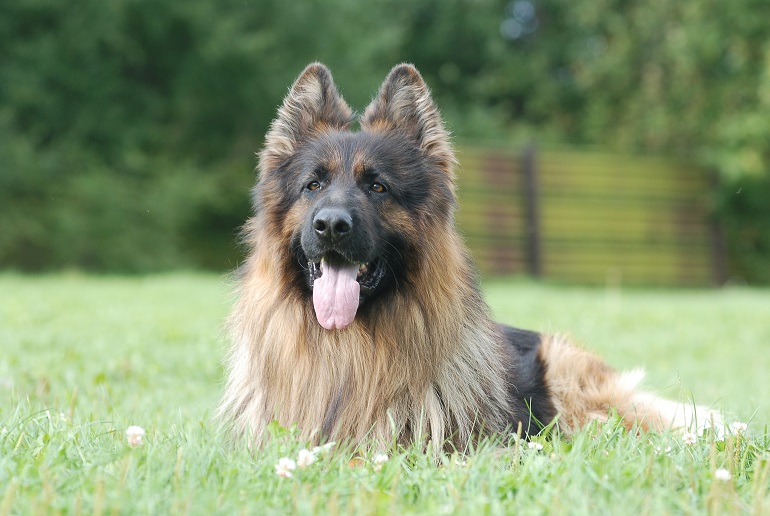 German Shepherd Facts And Information