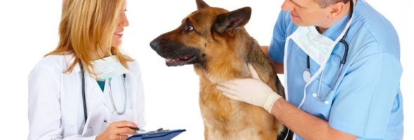 Vet examining German Shepherd for joint and bone disorders